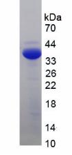 Recombinant Proopiomelanocortin (POMC)