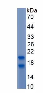 Recombinant Secretory Leukocyte Peptidase Inhibitor (SLPI)