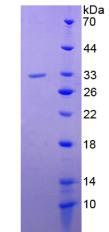 Recombinant Integrin Alpha 1 (ITGa1)