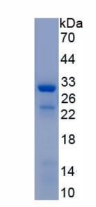 Recombinant Integrin Alpha 1 (ITGa1)