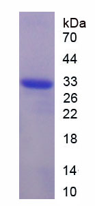 Recombinant Glutathione Reductase (GR)