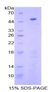 Recombinant Procollagen C-Endopeptidase Enhancer (PCOLCE)