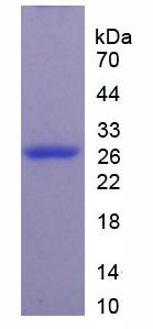 Recombinant Microtubule Associated Protein 4 (MAP4)