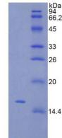 Recombinant Thymic Stromal Lymphopoietin (TSLP)