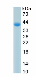 Recombinant Growth Associated Protein 43 (GAP43)