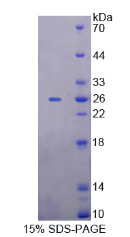 Recombinant Involucrin (INV)