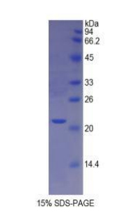 Recombinant Involucrin (INV)