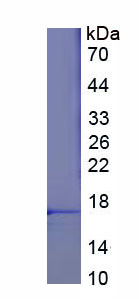 Recombinant Involucrin (INV)