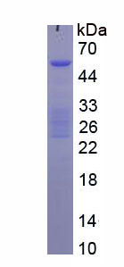 Recombinant Ornithine Decarboxylase (ODC)