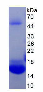 Recombinant Tetraspanin 30Cluster of Differentiation 63 (CD63)