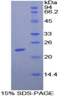 Recombinant Pituitary Adenylate Cyclase Activating Peptide (PACAP)