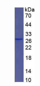 Recombinant 5-Lipoxygenase (5-LO)