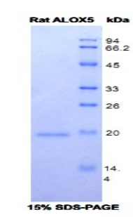 Recombinant 5-Lipoxygenase (5-LO)