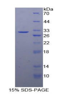 Recombinant Cadherin 5 (CDH5)