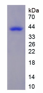 Recombinant Lactate Dehydrogenase A (LDHA)