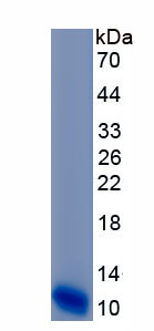 Recombinant Defensin Beta 1 (DEFb1)