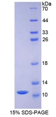 Recombinant Defensin Beta 1 (DEFb1)