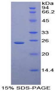 Recombinant Immunoglobulin Associated Alpha (Iga)