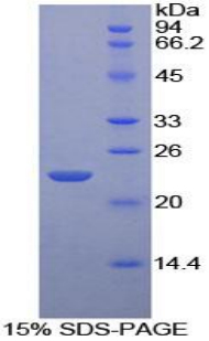 Recombinant Immunoglobulin Associated Alpha (Iga)