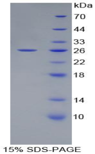 Recombinant Activating Transcription Factor 4 (ATF4)