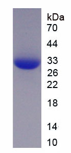 Recombinant Activating Transcription Factor 6 (ATF6)