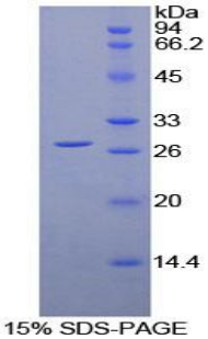 Recombinant Leukocyte Immunoglobulin Like Receptor Subfamily A, Member 2 (LILRA2)