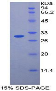 Recombinant Protease, Serine 12 (PRSS12)