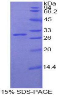 Recombinant Protocadherin Beta 2 (PCDHb2)