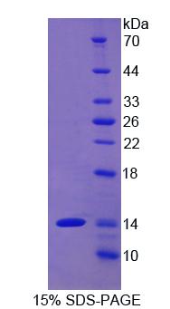 Recombinant Cluster of Differentiation 90 (CD90)