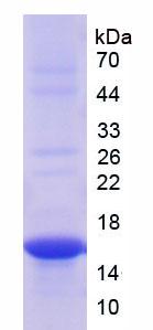 Recombinant Cluster of Differentiation 90 (CD90)