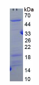 Recombinant Lipopolysaccharide Binding Protein (LBP)