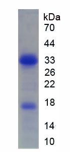 Recombinant Early B-Cell Factor 1 (EBF1)