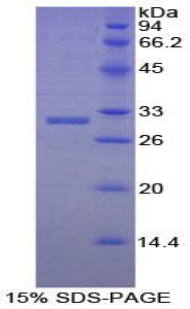 Recombinant Early B-Cell Factor 2 (EBF2)