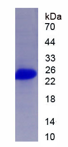 Recombinant Cluster Of Differentiation 99 (CD99)
