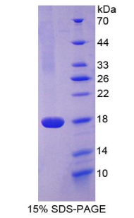 Recombinant Cluster Of Differentiation 99 (CD99)