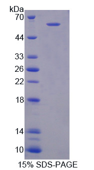 Recombinant Immunoglobulin Superfamily, Member 2 (IGSF2)