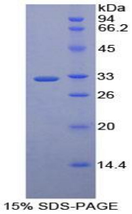 Recombinant Macrophage Erythroblast Attacher (MAEA)