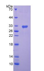 Recombinant Semaphorin 7A (SEMA7A)