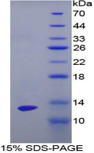 Recombinant Enolase 1 (ENO1)