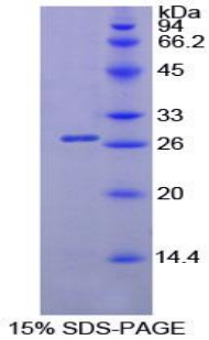 Recombinant Pancreatic Lipase (PL)