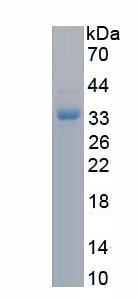 Recombinant Amylase, Alpha 2A (AMY2A)