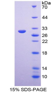 RPB455Hu01.jpg