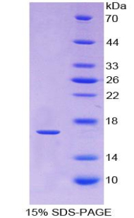 Recombinant Relaxin/Insulin Like Family Peptide Receptor 1 (RXFP1)