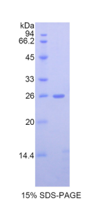 Recombinant Azurocidin (AZU)