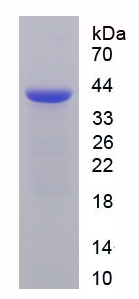 Recombinant Nectin 2 (NECTIN2)