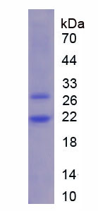 Recombinant Colony Stimulating Factor Receptor, Granulocyte (GCSFR)