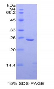 Recombinant Osteoclast Stimulating Factor 1 (OSF)