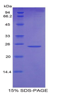 Recombinant Osteoclast Stimulating Factor 1 (OSF)