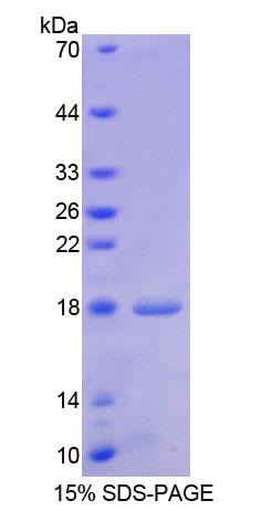 Recombinant Heparin Binding Epidermal Growth Factor Like Growth Factor (HBEGF)