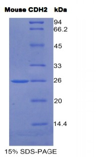 Recombinant N-cadherin (NCAD)